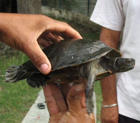 Tartaruga da identificare